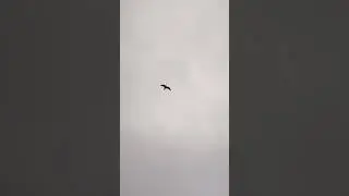Tactacam Solo Hunter Canada Goose Hunt