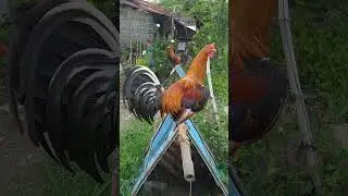 golden boy brood stag 🐓🐓🐓