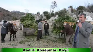 Defne Nasıl Toplanır Nasıl Tartılır - Kadirli Kösepınarı Köyü