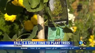In the Garden: Fall is a Great Time to Plant Trees