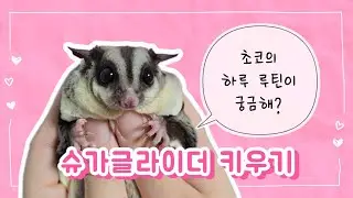 슈가글라이더는  하루 종일 뭐하나~ 