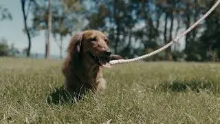 Annabel Trends   Hotdog Walking Leash