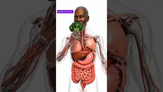 What Happens Inside Your Body When You Eat Broccoli | Full 3D Digestion Journey