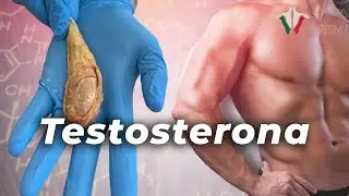 ¿Qué hace la testosterona en tu cuerpo?