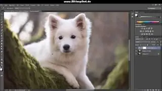 BB SnapShot Speedretusche - Großspitzwelpe Bucky