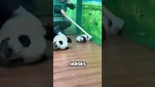 Taking a Baby Panda for a Check-Up Is Harder Than You Think! 🐼 #shorts