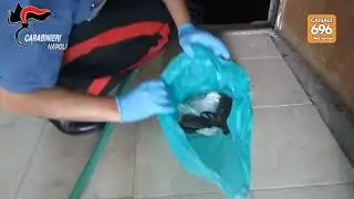 Blitz a Pianura, scoperto l'arsenale del clan Pesce Marfella