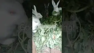 #bunnies #rabbits #munching #breakfast #goodmorning #healthy #healthyeating #cute #adorable #farm