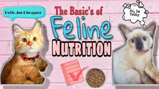 THE BASICS OF FELINE HEALTH | V02