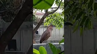 我家的稀客~大笨鳥(黑冠麻鷺) 109.04.11.美濃柚仔林