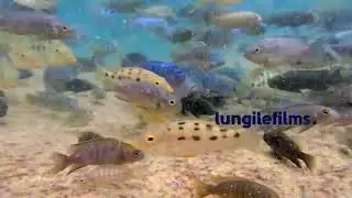Endemic Mbuna fish at Lake Malawi National Park