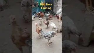 Desi hens Farming Scope In Pakistan and India #desimurghi