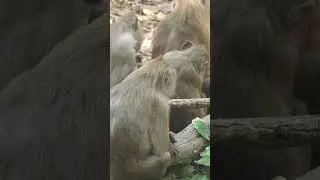 Wildlife monkey in Amber troop 💕🐒❤️🐒💕😍  #animallife #wildlifeentertainment