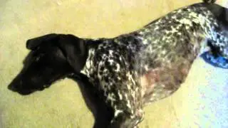 German short hair dog  