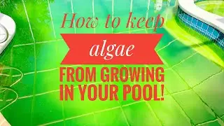 Pool algae prevention