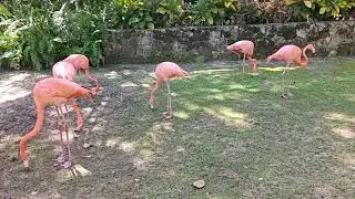 Free range flamingos