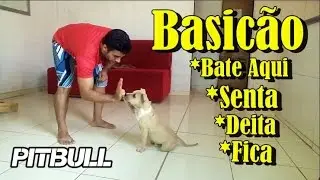 Dicas Básicas para Cães - Senta - Fica - Bate Aqui e Deita - Cães Brasil