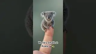 Miniature Koala on a Finger | The Cutest Tiny Animal Ever 🐨✨#shorts #short