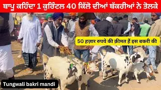 1 ਕਵਿੰਟਲ 40 ਕਿੱਲੋ ਦੀਆਂ ਬਰਬਰੀਆਂ 50000 ਲੈਣਾਂ ਬਾਪੂ ਕਹਿੰਦਾ l Tungwali mandi ll #goat