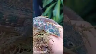 Beautiful Calico Abronia Graminea Female (Mexican Alligator Lizard)