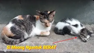 Si MEONG KUCING LUCU KETIDURAN - Meong's funny Cat is over sleep