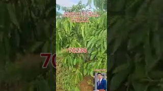 (70230) 83m TỈNH LỘ.1,5ha.ĐẤT ĐỎ BẰNG ĐẸP. GI&Aacute; B&Aacute;N 4,4 TỶ. B&Aacute;C N&Agrave;O SỬ DỤNG LH: 0386691385
