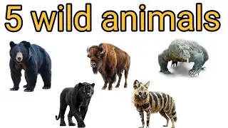 5 wild animals. Jungle animal. Learning animal name.