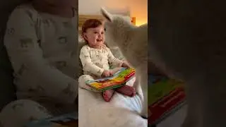 Lamb Joins Baby for Bedtime Story &ndash; The Cutest Hug Ever! 📚🐑❤️