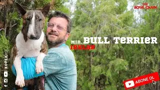 Köpek Irkları - Min. Bull Terrier