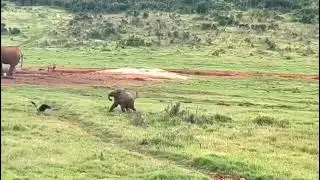 Epic Elephant vs. Bird Chase! 🐘❤️ Must-See Nature Moment #Natureadditive
