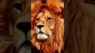 Kings of the Animal Kingdom #lion      🦁 🌴🌳