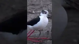 The Adorable Secret of #Black-Winged Stilt Babies! #birds #trending