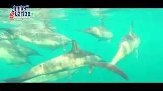 Mauritius Dolphin swim with Scubacaribe at Riu Hotels