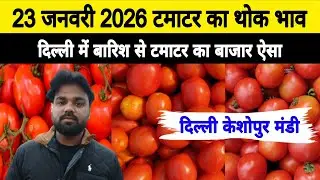 23 Jan 2026 🍅टमाटर का थोक भाव | Today Tomato Price keshopur mandi | Tamatar Ka Bhav #tomato #tamatar