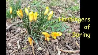 Harbingers of Spring: Yellow crocuses (Crocus flavus)