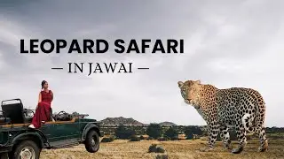India&rsquo;s Best Safari😍3 Hours from Udaipur, How to reach? Roadtrip to Jawai, Leopard Safari