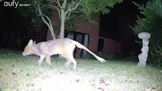 Fox Videos EufyCam S3 Pro 3 Security Camera Worcester, England 23rd July 2025