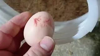 Elmasın yanındaki tavukların ilk yumurtası