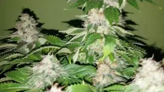Sour Diesel Feminizada - Royal Queen Seeds 10 sem floracion