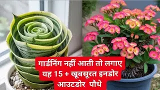15 + इनडोर आउटडोर पौधे जो कभी खराब नहीं होते | low maintenance indoor outdoor plants for beginners 
