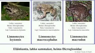 El&auml;inkunta, lahko sammakot, heimo Dicroglossidae limnonectes occidozyga animal lima magnus Fuse