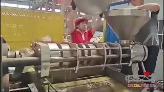 Factory Test: Cold Pressing Hulled Sunflower Seeds --37.5% oil Yield - 6YL150ⅢR Oil Press