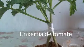como fazer enxertia em tomate!