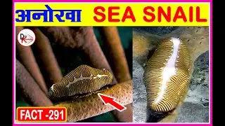 SEA SNAIL ▶▶FACT=291  ▶short video▶#shorts▶Top 5 amazing facts 💕World Knowledge