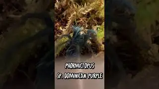 Meet Our Stunning Dominican Purple Tarantula 🕷️✨ (Phormictopus sp.) #tarantula