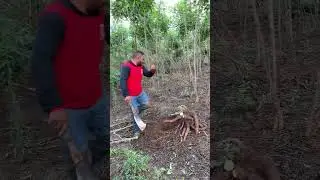Daily Cassava Operations Harvesting & Moving to Buyers