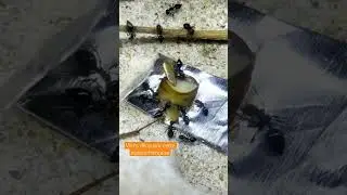 Une esp&egrave;ce tr&egrave;s int&eacute;ressante de chez nous. #ants #fourmis #myrm&eacute;cologie #crematogaster #elevage