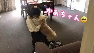 1ヶ月ぶりに帰宅した母に、犬のエミが大興奮…再会の瞬間に涙