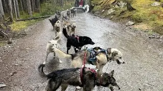Quantum OTS, Royal Caribbean, Day 4-Skagway, Dog Sledding