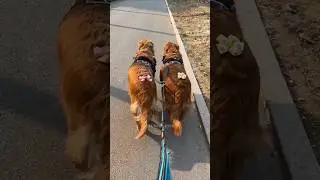 funny dog 🤣🤣 #cute #funny #reels #videos